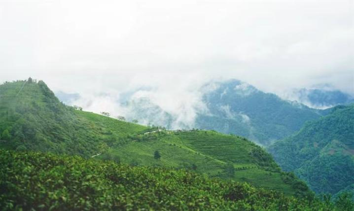 有关于寻茶咸阳，只此青绿，点亮茶旅融合的“诗与远方”的新闻(2)
