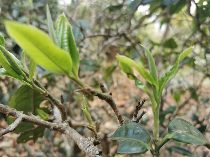 有关于2023年大理南涧古树茶春茶价格的相关信息(2)