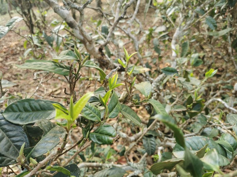 有关于2023年大理南涧古树茶春茶价格的相关信息