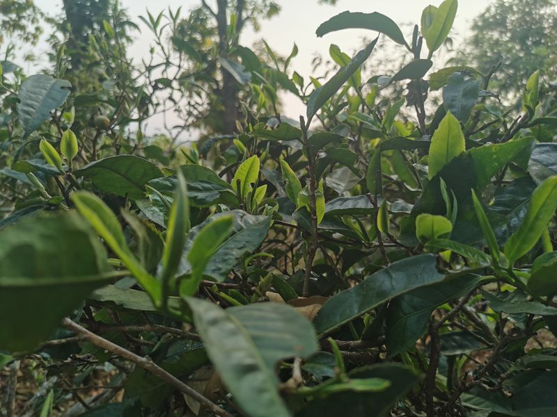 有关于2023年大理南涧古树茶春茶价格的相关信息(1)