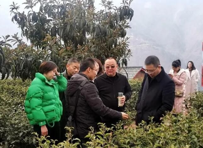 有关于绵阳市调研组到北川羌族自治县调研茶产业发展情况的内容