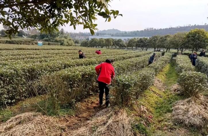关于东裕枣园湖生态茶园:人勤春来早 茶树管护忙的内容