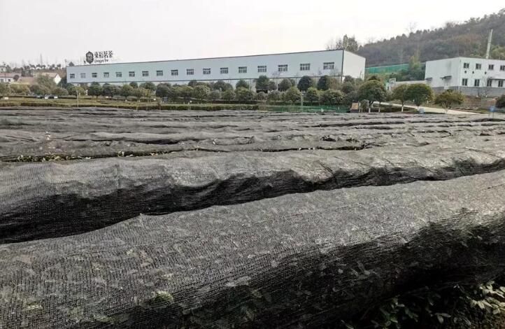 关于东裕枣园湖生态茶园:人勤春来早 茶树管护忙的内容(2)
