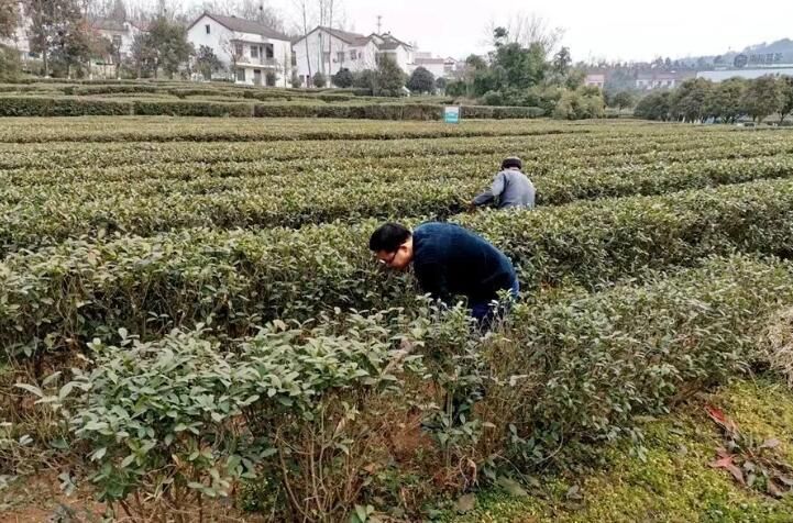 关于东裕枣园湖生态茶园:人勤春来早 茶树管护忙的内容(1)