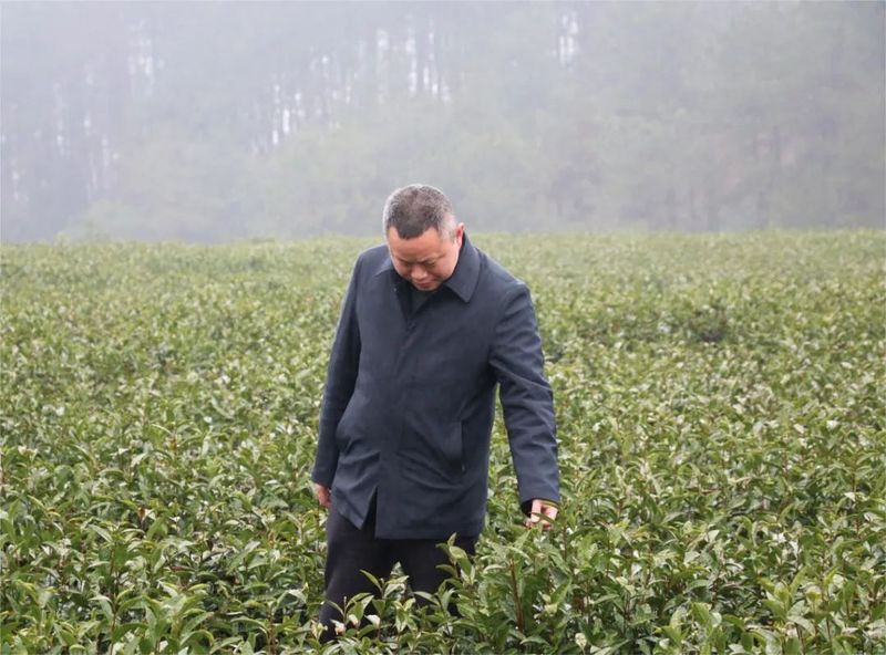 有关于游来勇到花山苗族乡调研万亩茶叶产业示范带的内容