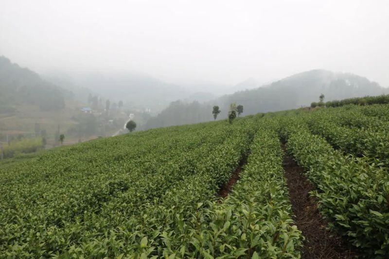 有关于游来勇到花山苗族乡调研万亩茶叶产业示范带的内容(3)