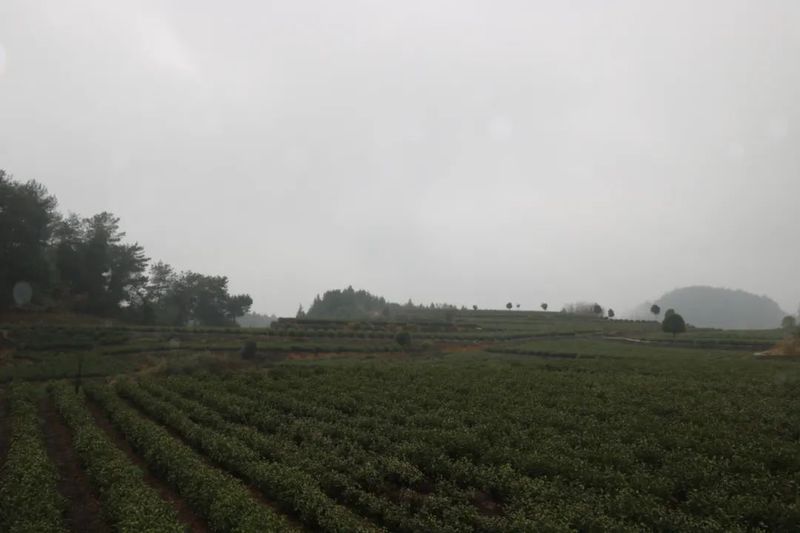 有关于游来勇到花山苗族乡调研万亩茶叶产业示范带的内容(4)