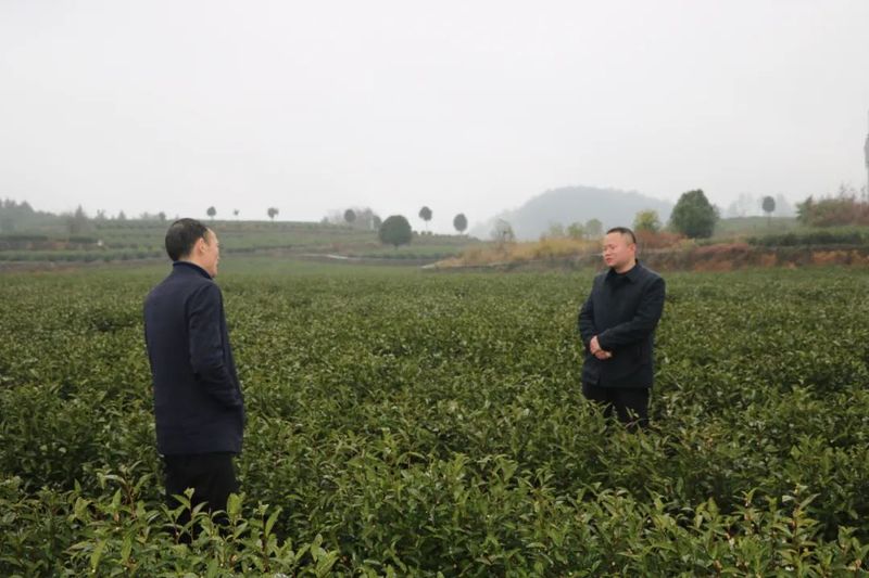 有关于游来勇到花山苗族乡调研万亩茶叶产业示范带的内容(2)