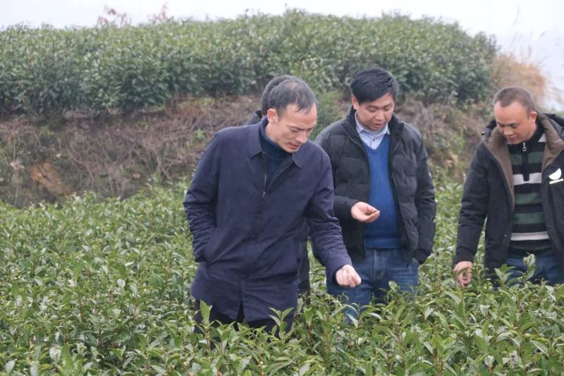 有关于游来勇到花山苗族乡调研万亩茶叶产业示范带的内容(1)