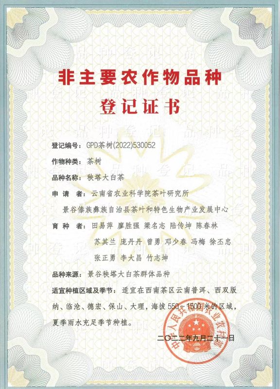 有关于秧塔大白茶,普洱首个!的相关内容