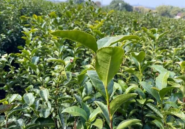 关于走进全国“一村一品”示范村桥李茶园的相关信息(4)