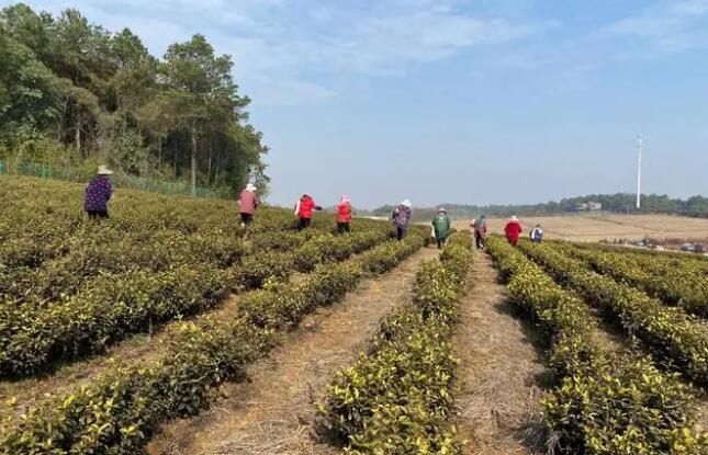 关于走进全国“一村一品”示范村桥李茶园的相关信息(1)
