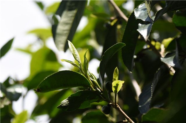 有关于易武落水洞春茶口感，落水洞2023年古树春茶多少钱的信息