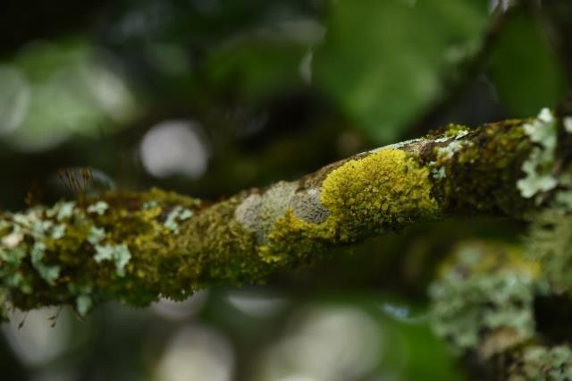 关于易武薄荷塘春茶口感特点，2023年易武薄荷塘古树茶价格的消息(1)