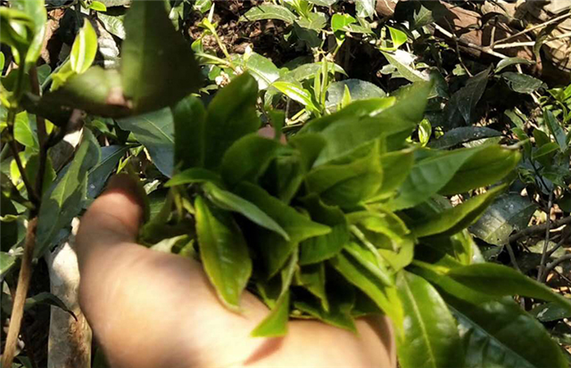 关于易武薄荷塘春茶口感特点,2023年易武薄荷塘古树茶价格的消息(3)