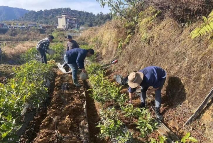 有关于墨脱县茶园施肥正当时的消息