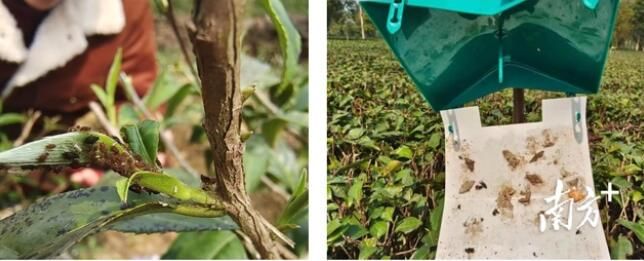 关于广东茶叶生产预报：天气回暖有利茶芽萌发，需关注茶园病虫害的内容(2)