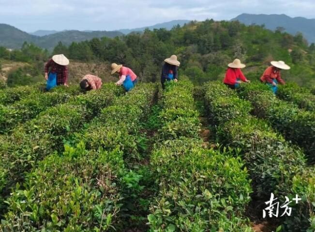 关于广东茶叶生产预报：天气回暖有利茶芽萌发，需关注茶园病虫害的内容