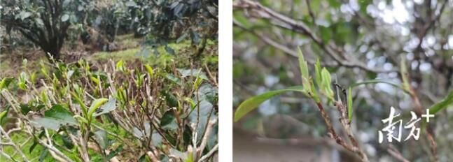 关于广东茶叶生产预报：天气回暖有利茶芽萌发，需关注茶园病虫害的内容(3)
