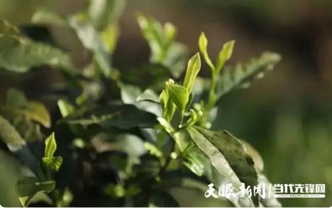 关于普安：“白叶一号”感恩茶园带动万余农户就业创收的相关信息(1)