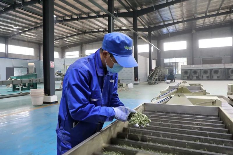 关于筠茶公司：早茶生产进行时的信息(2)