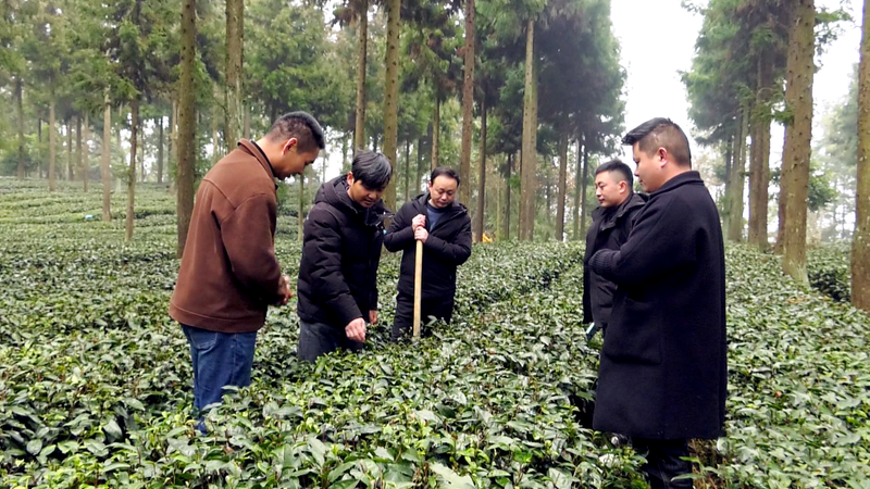 关于凤冈：农技下乡助力茶叶管护提质量的资讯