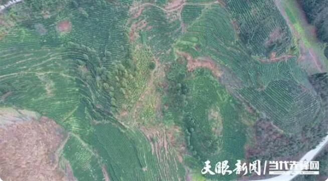 关于普安县高棉乡:万亩茶园全面开采 茶叶采摘销售忙的相关内容(5)