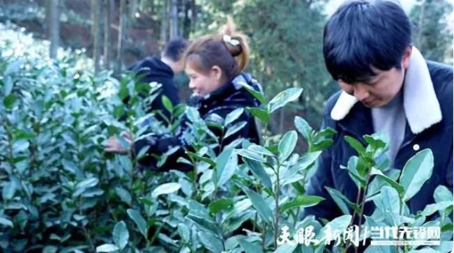 关于普安县高棉乡:万亩茶园全面开采 茶叶采摘销售忙的相关内容(1)