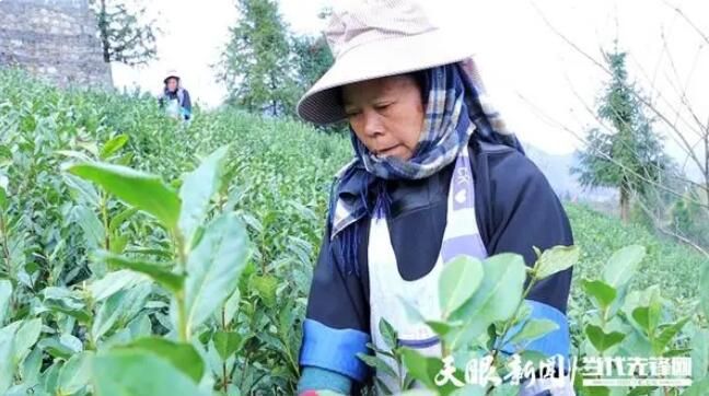 关于普安县高棉乡:万亩茶园全面开采 茶叶采摘销售忙的相关内容