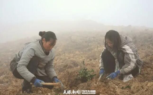 关于兴仁市西洋村：春耕种茶忙 播种新希望的新闻(1)