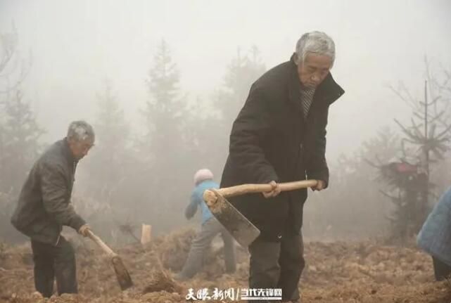关于兴仁市西洋村：春耕种茶忙 播种新希望的新闻