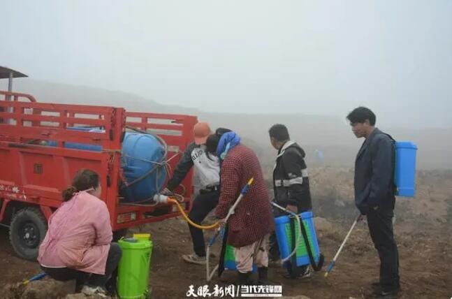 关于兴仁市西洋村：春耕种茶忙 播种新希望的新闻(2)