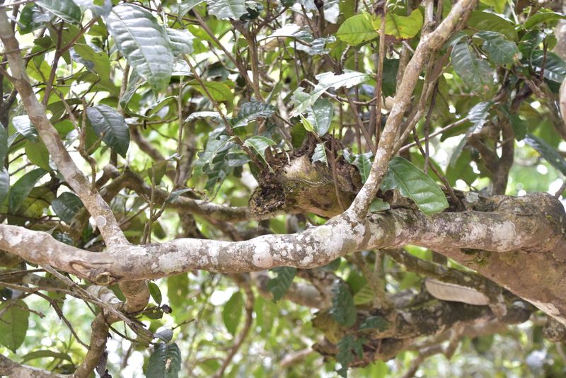 有关于革登古茶山2023年春茶价格的信息