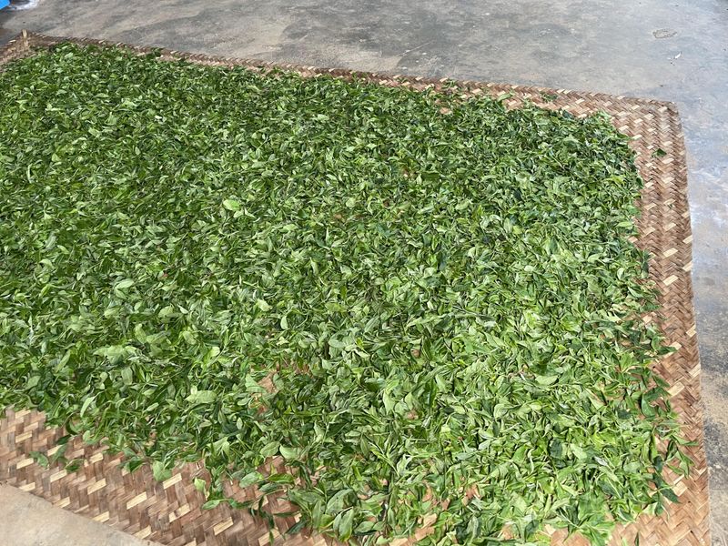 有关于革登古茶山2023年春茶价格的信息(2)
