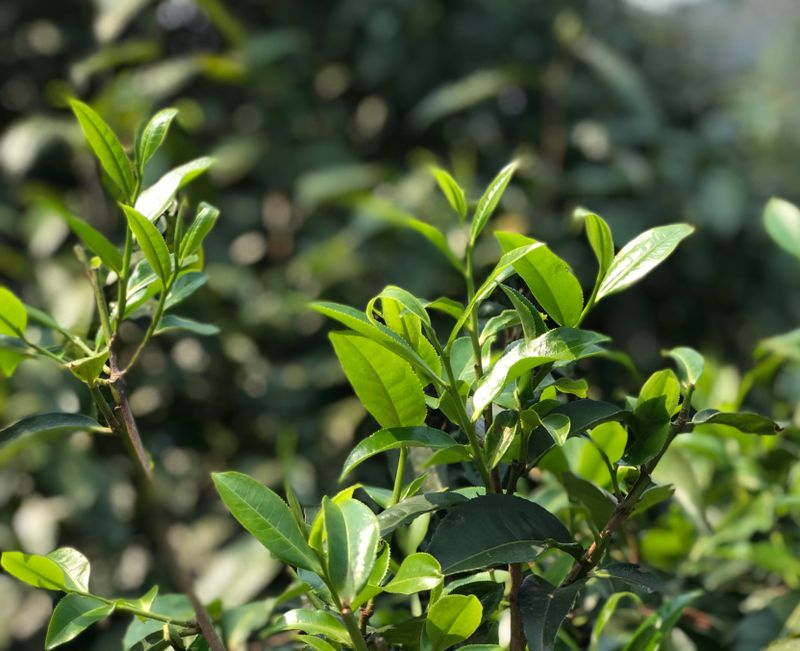 有关于以茶助增收 以茶促振兴的信息