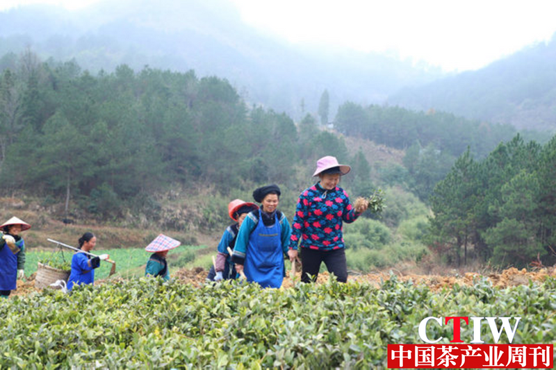 有关于贵州三都：走好绿色路 春来种茶忙的消息