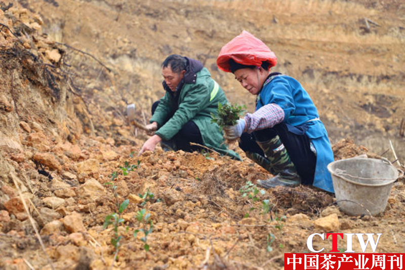有关于贵州三都：走好绿色路 春来种茶忙的消息(3)
