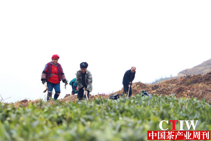 有关于贵州三都：走好绿色路 春来种茶忙的消息(2)