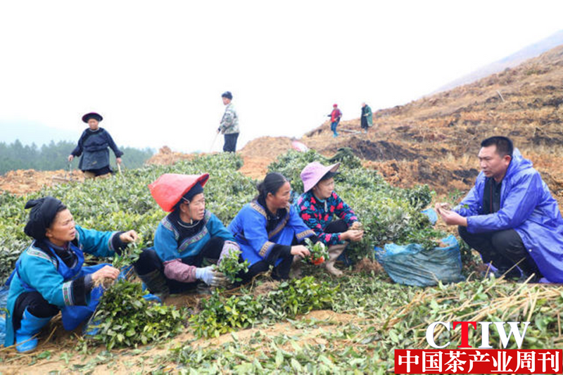 有关于贵州三都：走好绿色路 春来种茶忙的消息(4)