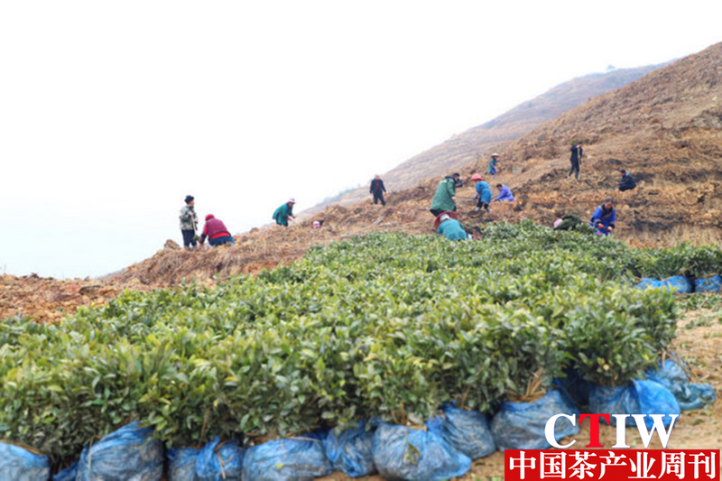 有关于贵州三都：走好绿色路 春来种茶忙的消息(1)