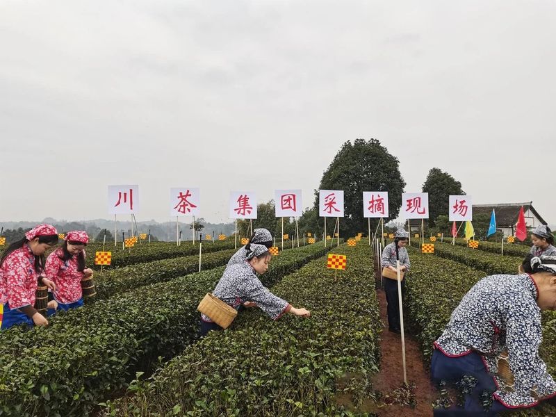 关于已有3000年种茶史的宜宾翠屏区，今年早茶又签约揽金1.5亿的相关内容