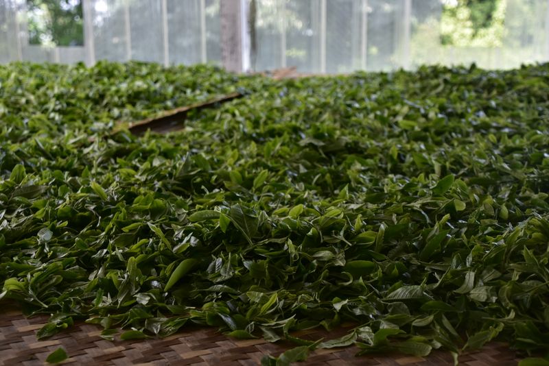 有关于2023年犀牛塘古树茶春茶价格的相关内容(2)