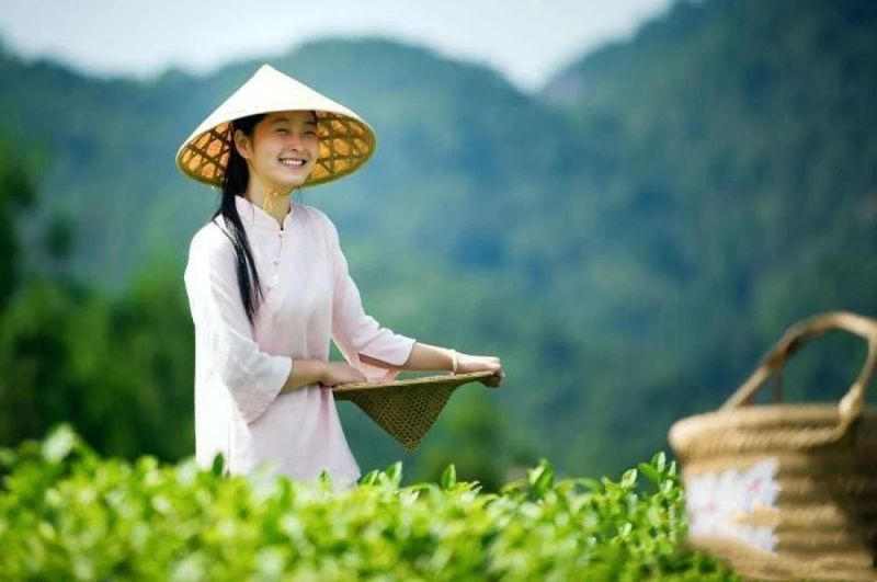 有关于福鼎:统筹“三茶”发展 促进白茶产业高质量发展的相关内容(5)