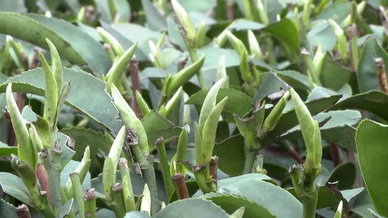 关于早茶节刚结束，茶商排起轮子采购筠连早茶的相关内容(7)