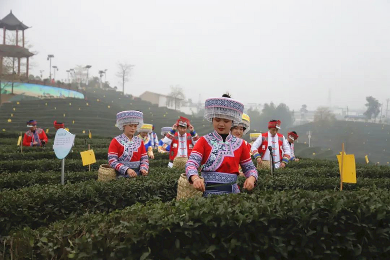 关于早茶节刚结束，茶商排起轮子采购筠连早茶的相关内容(6)