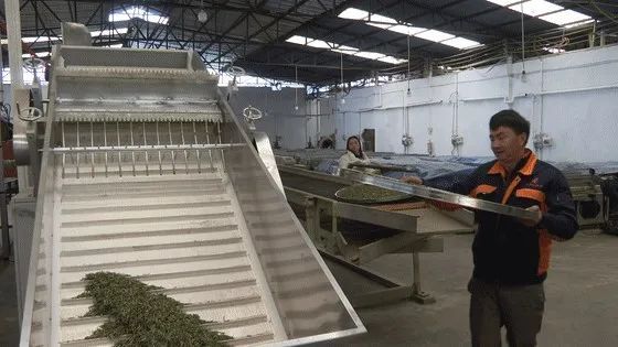 关于早茶节刚结束，茶商排起轮子采购筠连早茶的相关内容(4)