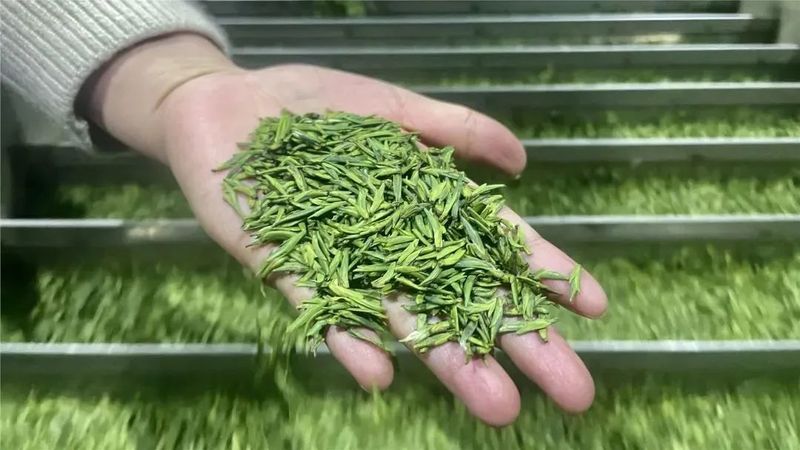 关于早茶节刚结束，茶商排起轮子采购筠连早茶的相关内容(8)