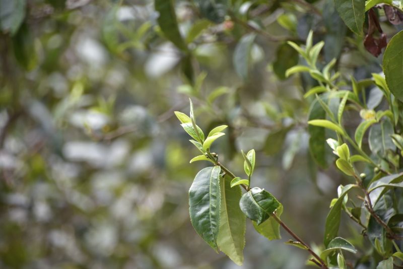 关于今年（2023）磨烈古树茶春茶价格的资讯