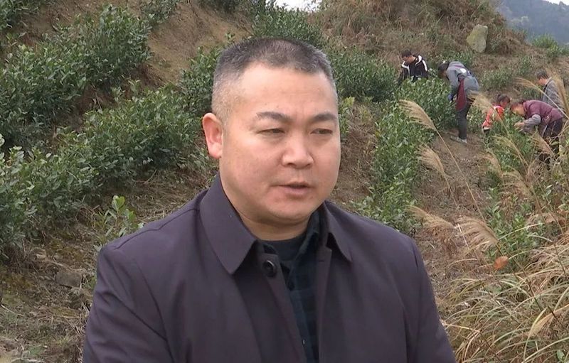 关于兴仁市新龙场：筑巢引凤兴产业 千亩茶园助振兴的新闻(4)