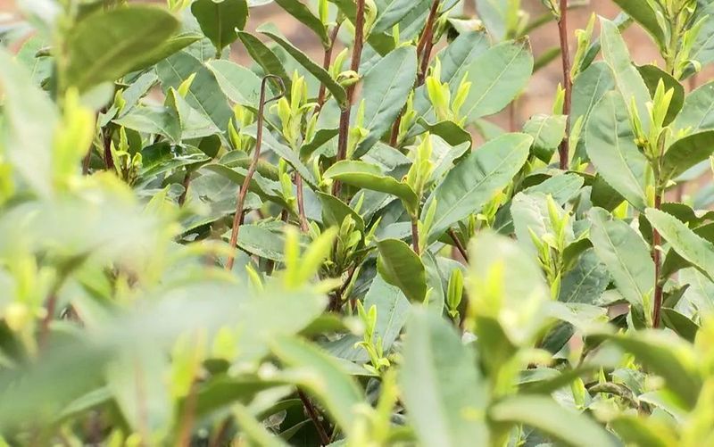 关于兴仁市新龙场：筑巢引凤兴产业 千亩茶园助振兴的新闻(1)